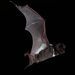 White-striped Free-tailed Bat - Photo (c) Michael Pennay, some rights reserved (CC BY-NC-ND)