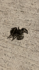 Phidippus audax