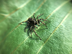 Titanattus notabilis