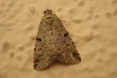 Maliattha concinnimacula