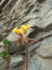 Oxalis bulbocastanum
