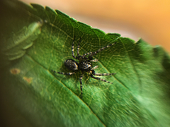 Titanattus notabilis