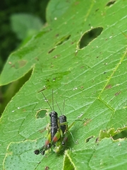 Liebermannacris dorsualis