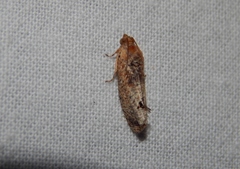 Cryptophlebia peltastica
