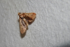 Zitha zonalis