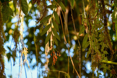 Epidendrum spathatum