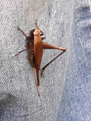 Eneoptera surinamensis