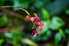 Epidendrum cochlidium