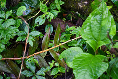 Epidendrum cochlidium