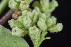 Salpianthus purpurascens