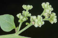 Salpianthus purpurascens