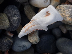 Marmorofusus nicobaricus