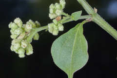 Salpianthus purpurascens
