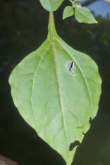Salpianthus purpurascens