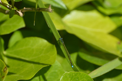 Argentagrion ambiguum
