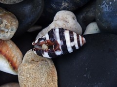 Engina zonalis