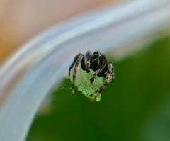 Titanattus notabilis