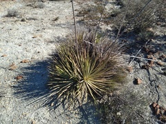 Agave striata