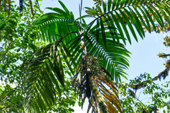 Chamaedorea linearis