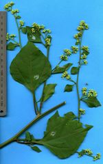 Salpianthus purpurascens