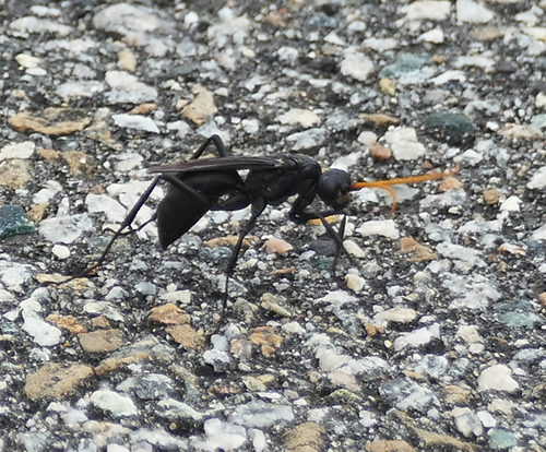 Entypus fulvicornis photo 3