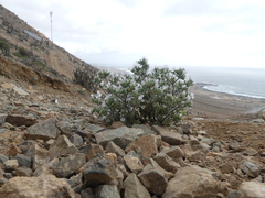 Nolana aplocaryoides