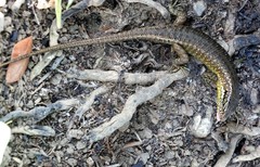 Trachylepis comorensis