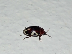 Chelonarium ornatum