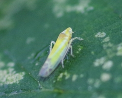 Lindbergina aurovittata