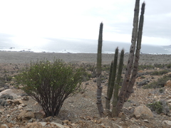 Eulychnia taltalensis