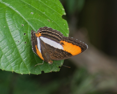 Adelpha cytherea