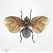 Bat Winged Fly - Photo (c) Museum of New Zealand Te Papa Tongarewa
, some rights reserved (CC BY)