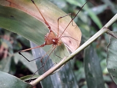 Bourguyia trochanteralis