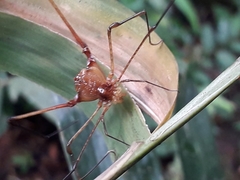 Bourguyia trochanteralis
