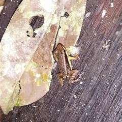 Allobates insperatus