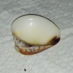 Anomalocardia flexuosa