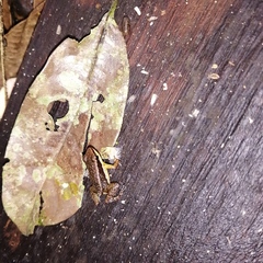 Allobates insperatus