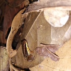 Allobates insperatus