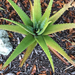 Aloe Vera - Photo (c) gedeoncseh10, some rights reserved (CC BY-NC)