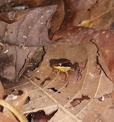 Allobates insperatus