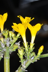Menodora robusta