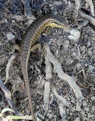 Trachylepis comorensis