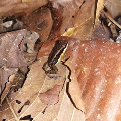 Allobates insperatus