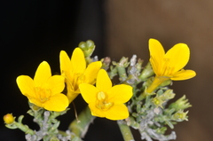 Menodora robusta