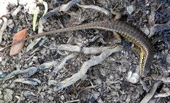 Trachylepis comorensis