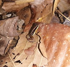 Allobates insperatus