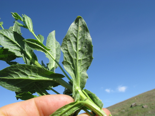 Heart-podded Hoary Cress