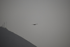 Parabuteo unicinctus