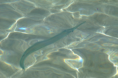 Platybelone argalus