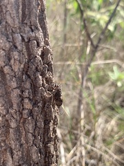 Parnisa